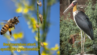 bee/marabou stork symbiotic relationship